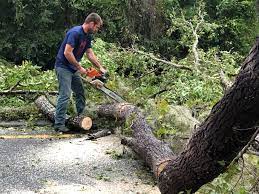 How Our Tree Care Process Works  in  Eminence, KY