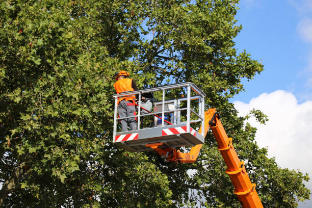 Best Tree Mulching  in Eminence, KY