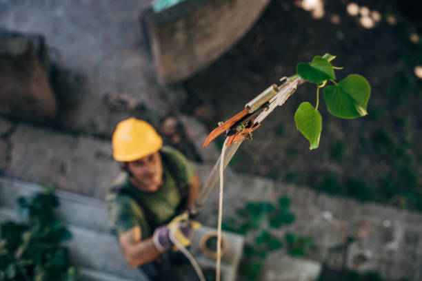 Best Arborist Consultation Services  in Eminence, KY