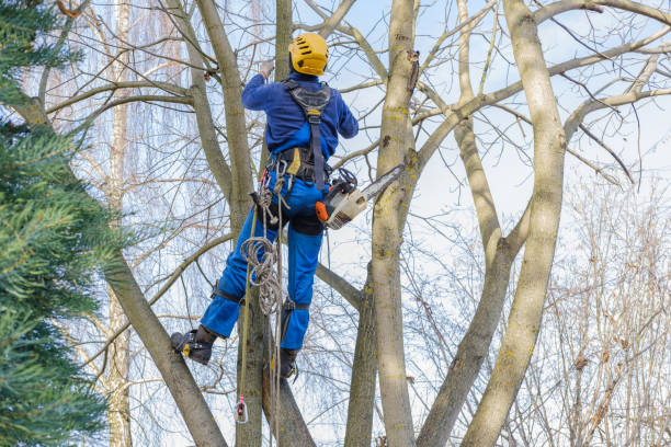 Best Pest Control for Lawns  in Eminence, KY