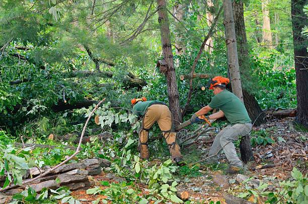 Leaf Removal in Eminence, KY