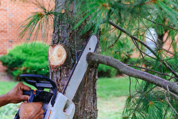 Eminence, KY Tree Services Company
